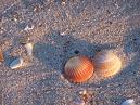 Seashells in OINC